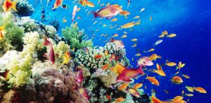 Hurghada underwater