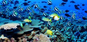 Colorful Reefs in Red sea