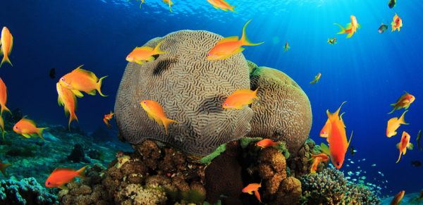 Sharm El Sheikh Brain Coral and Anthias Fish