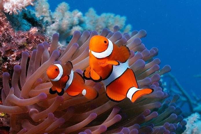 Cairo-to-Dahab-and-Sharm-El-Sheikh-Tour-3